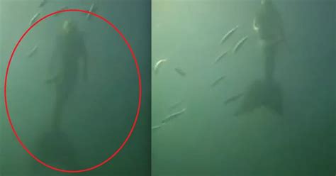 Video De Sirena Captada En El Océano Pacífico Causa Furor En Redes
