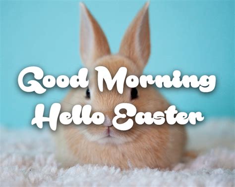 Cute Bunny Hello Easter Good Morning Quote Pictures