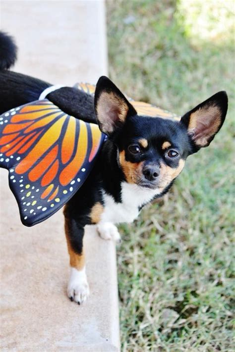 8 Best Chihuahuas Wearing Costumes Images On Pinterest Adorable