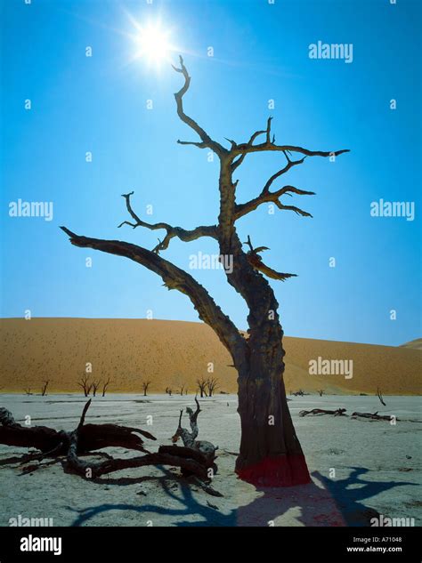 Dead Tree And Namib Desert In The Deadvlei Namib Naukluft National