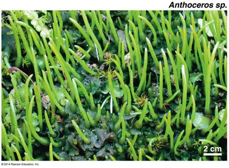 Non Vascular Plants Unit 4 Flashcards By Proprofs