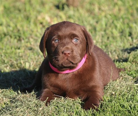 Yellow lab puppies thing 1 design development puppies for sale labrador retriever dogs animals labrador retrievers animales. Home ⋆ Yellowdog Labradors ⋆ Labrador Puppies For Sale ...