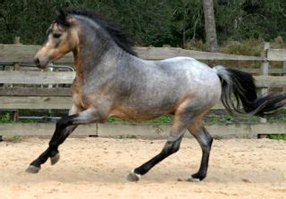 The horse has a tan or gold colored coat with black points (mane, tail, and lower legs). Clarwood Royal Fair - buckskin roan | horses of course ...