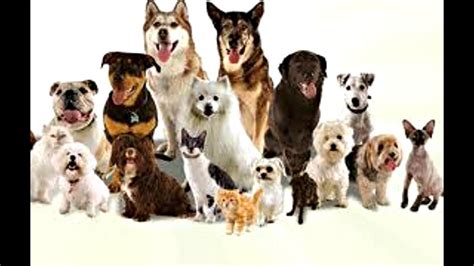 Best Video All Dog Breeds In The World A To Z With