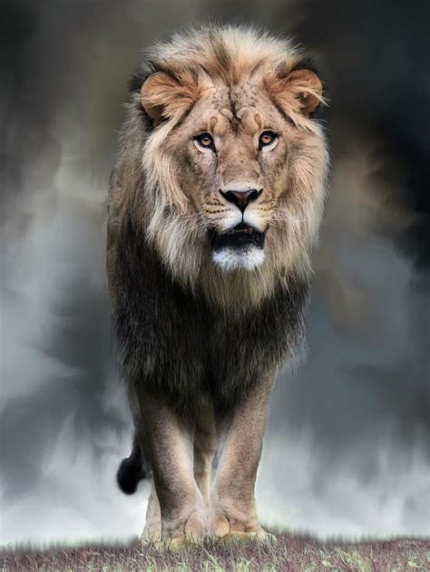Majestic 500px Lion Spirit Animal Lions Photos Lion Photography