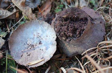 North Carolina Winter Fungi Mushroom Hunting And
