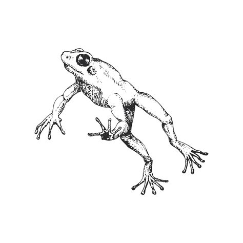 Premium Vector Frog In Jump Vector Sketch Drawn In Engraving Style