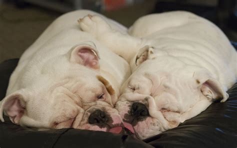 English Bulldog Sleeping Puppy Dogs Wallpaper 1920x1200 72733