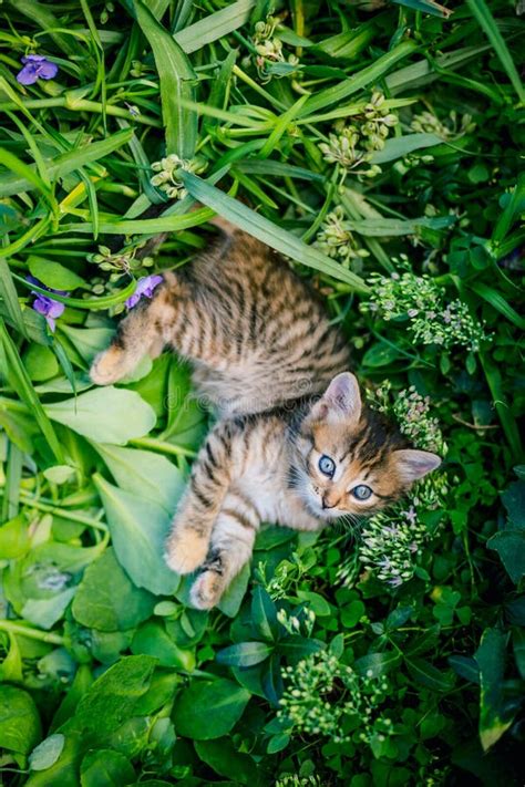 Cute Tabby Little Kitten In The Grass Stock Image Image Of Animals