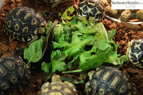 This delightful creature is a turtle, not a. The Best Pet Tortoises