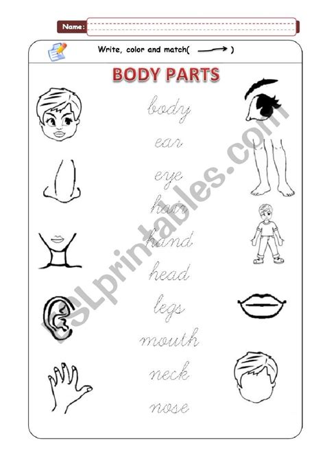 Match Body Parts Worksheet