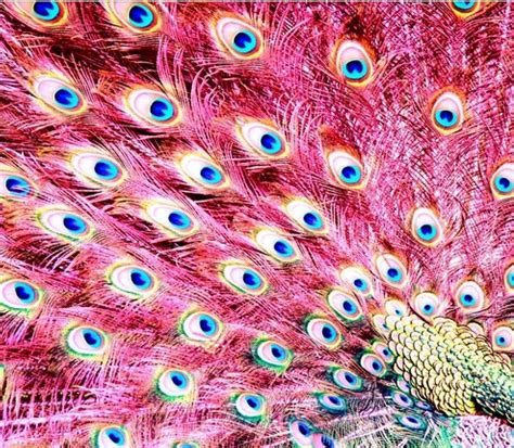 Pink Peacock Feathers Pink Peacock Peacock Feathers Peacock Colors