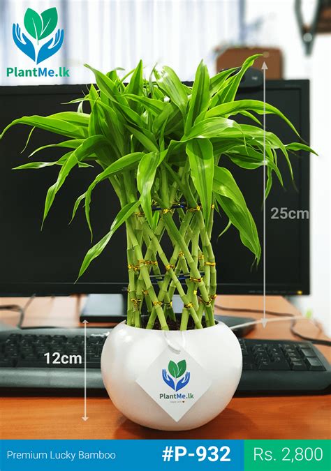 Lucky Bamboo In White Pot Premium Indoor Plant Medium P 932 In