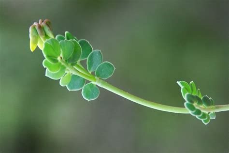 Coronilla Minima Subsp Minima Pallano