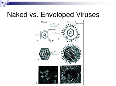 What Is The Difference Between Naked And Enveloped Viruses What Is My Xxx Hot Girl