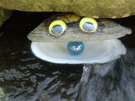 They can also be eaten raw. Alec's Art. he found a fresh clam shell put eyes on it and ...