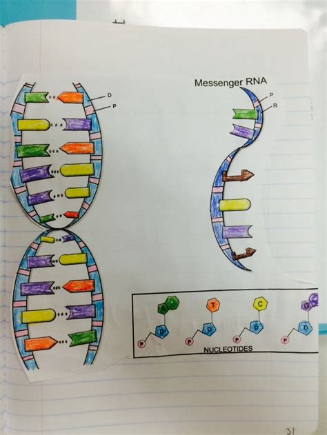 Some of the worksheets displayed are dna, activity a 3 synthetic biology coloring, asqteacher 200714 1753 2, km 754e 20151221092331. Mrs. Greeley Howard's Biology Class: DNA Notes