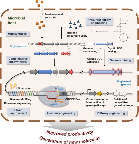 Frontiers A Review Of The Microbial Production Of Bioactive Natural