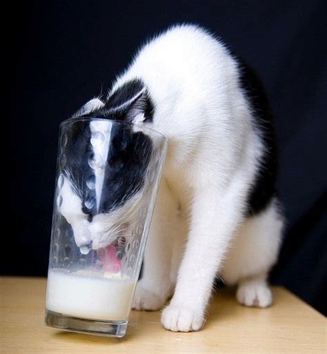 Cat Face In Milk Meme - CATQP