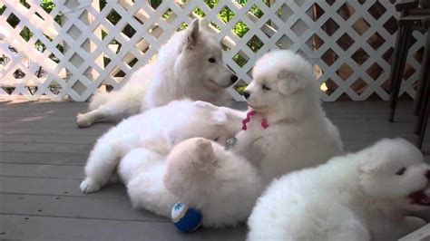Samoyed Puppies 37 Days Old Manners Youtube