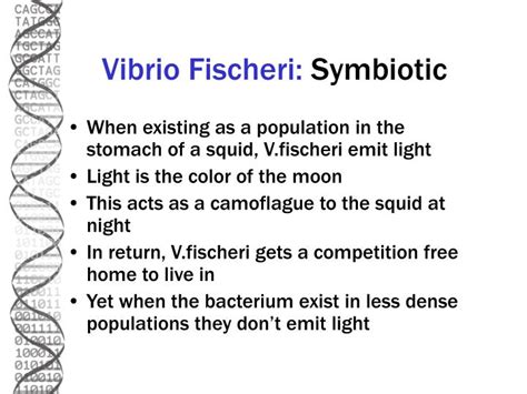 Ppt Vibrio Fischeri Powerpoint Presentation Id996314