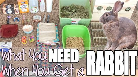 What You Need When You Get A Rabbit Youtube Pet Bunny Rabbits