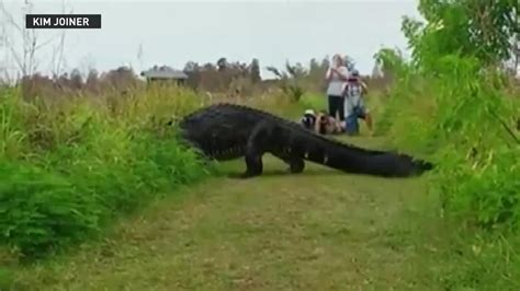 Massive Alligator Spotted At Florida Preserve