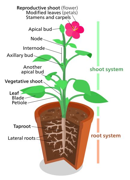 Difference Between Root System And Shoot System Pediaacom