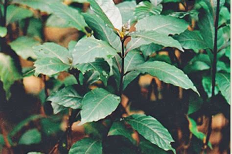 Gambar terkait dengan gambar bunga. Gambar Tumbuhan Daun Ungu - Gambar Gambar Tumbuhan