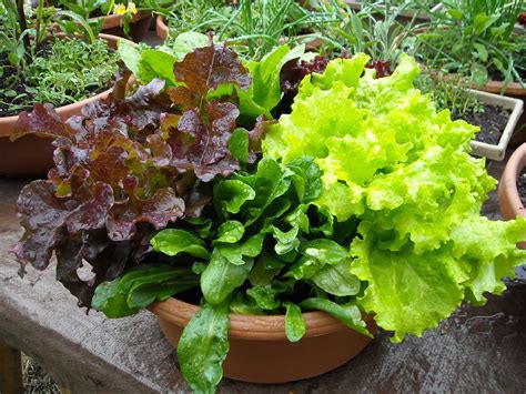 Salad Bowls Organic Vegetable Garden Growing Vegetables Vegetable