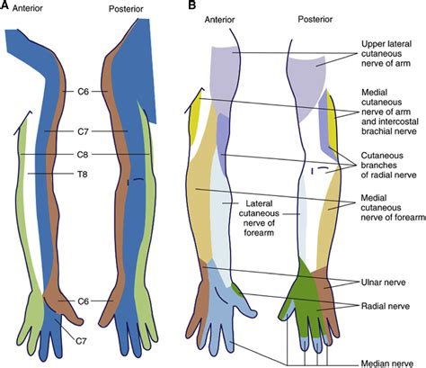 References In The Prevention And Recognition Of Ulnar Nerve And