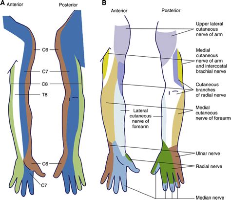 Ulnar Nerve Brachial Plexus