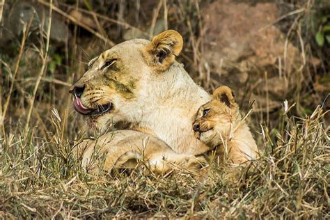 Video Mother Lioness Grooms Young Cubs Africa Geographic