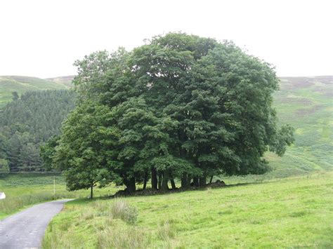 Clump Of Trees At Glencotho © M J Richardson Geograph Britain And