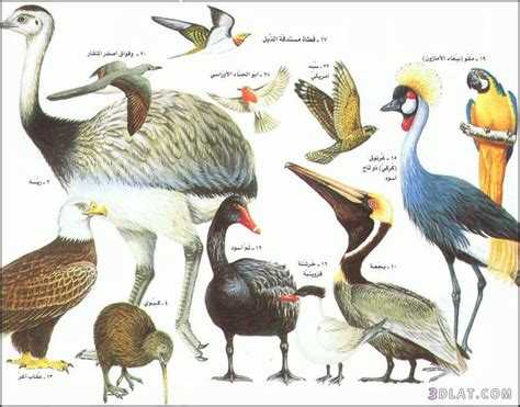 الطيور ، انواعها ، رتب الطيور ، معلومات عن الطيور موجه بحر