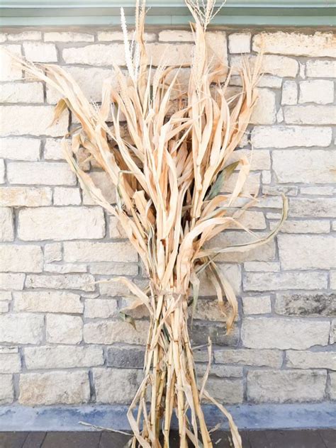 Dried Corn Stalk Bundle Great For Fall Decorating Etsy