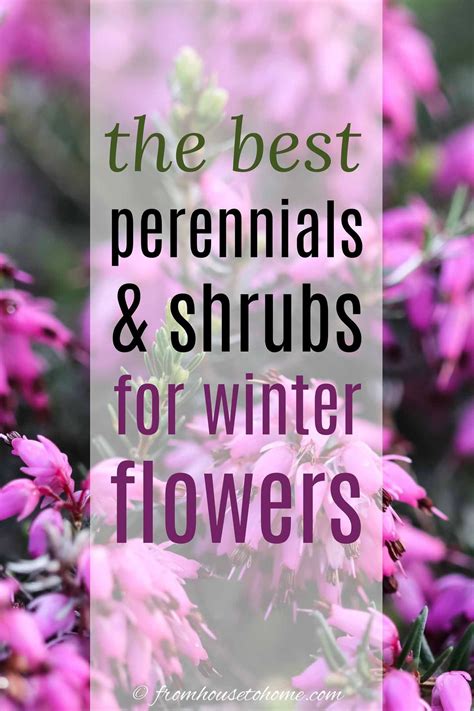 Winter Flowering Plants The Best Perennials And Shrubs For Your Winter
