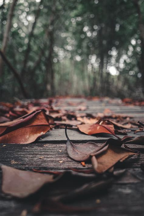 Foliage Leaves Autumn Boards Wooden Hd Phone Wallpaper Peakpx