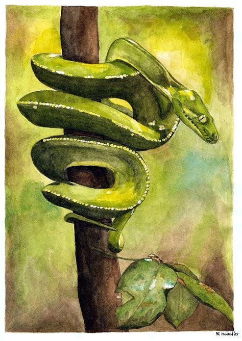 Snake Watercolour By Marianne Rijvers 2005 Dieren Tekenen