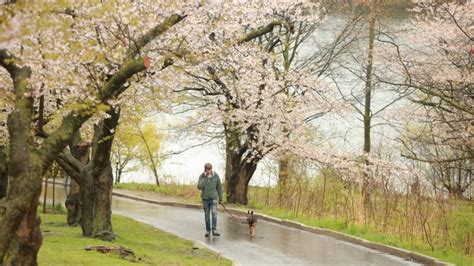 Toronto reopens High Park after temporary closure during cherry blossom ...