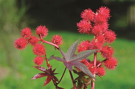 The logic of the terminology is that if the source (the tree) of the evidence or evidence itself is tainted, then anything gained (the fruit) from it is tainted as well. 10 of the most poisonous plants on Earth - How It Works