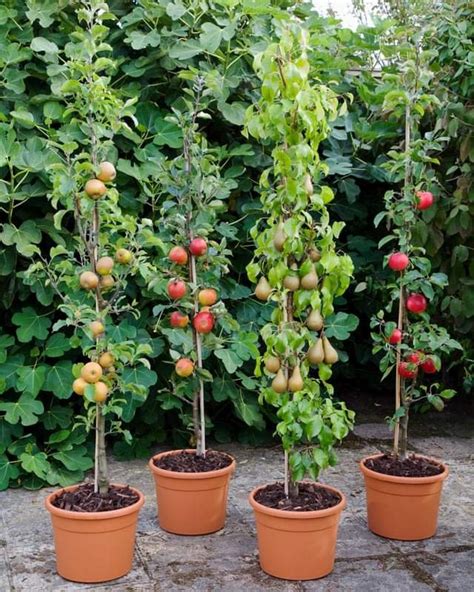 How To Choose And Grow Columnar Fruit Trees