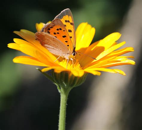 Wallpaper Animals Flowers Nature Butterfly Insect Yellow Petals