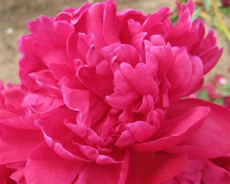 Paeonia Leclatante Is A Midseason Red Peony Lactiflora Double Red