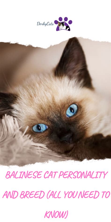 Balinese Cat Personality And Breed All You Need To Know