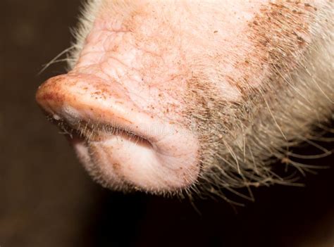 Nose Pig Farm Stock Photo Image Of Pink Swine Hungry 107876406