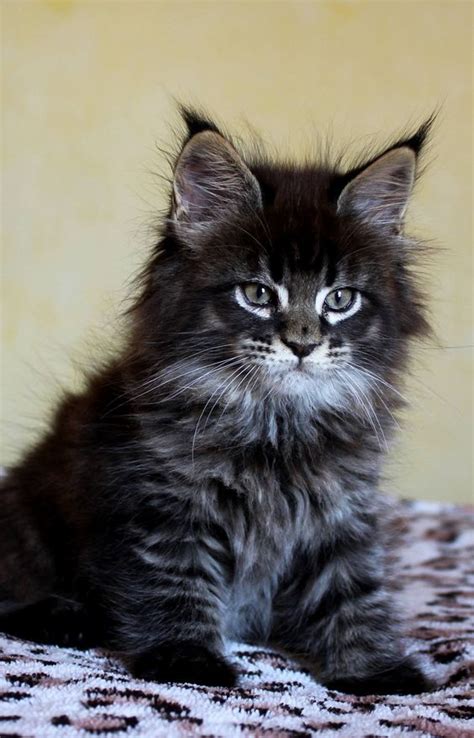 Brown Maine Coon Kitten I Bought One Of These For My Mum