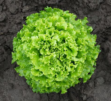 Bejo Lettuce Varieties Resistant Bejo Corporate