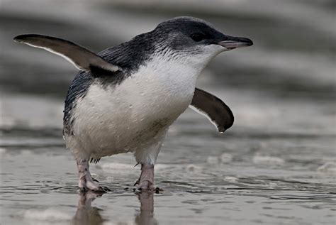 Little Blue Penguin Amazing Facts And Latest Pictures