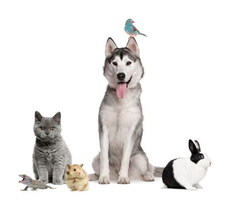 Premium Photo Group Of Pets On White Background
